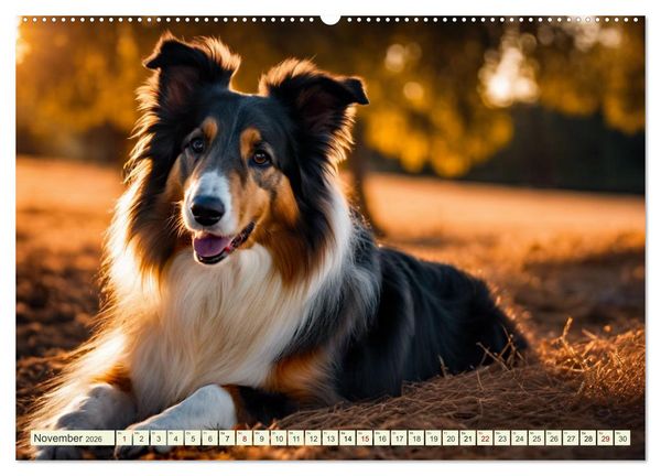 Produktbild: Traumhund Collie (hochwertiger Premium Wandkalender 2026 DIN A2 quer), Kunstdruck in Hochglanz