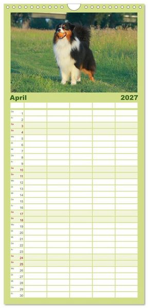Produktbild: Familienplaner 2027 - Australian Shepherd - H&uuml;tehunde mit Familienanschluss mit 5 Spalten (Wandkalender, 21 x 45 cm) CALVENDO