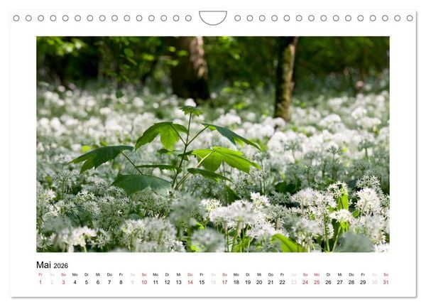 Produktbild: Schwarzwald 2026 (Wandkalender 2026 DIN A4 quer), CALVENDO Monatskalender