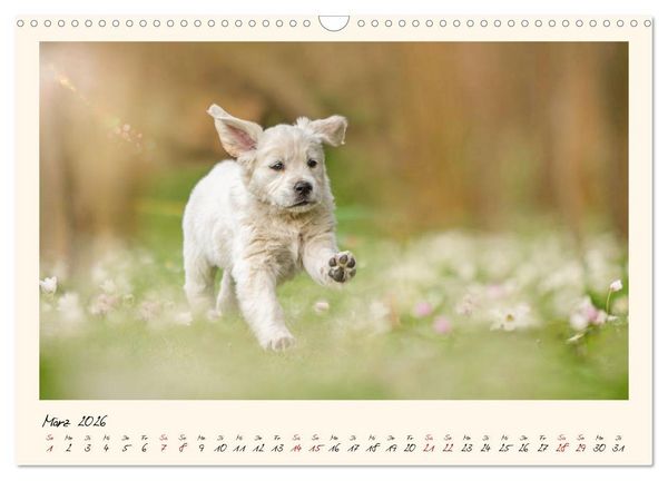 Produktbild: Golden Retriever... Herzenshunde (Wandkalender 2026 DIN A3 quer), CALVENDO Monatskalender
