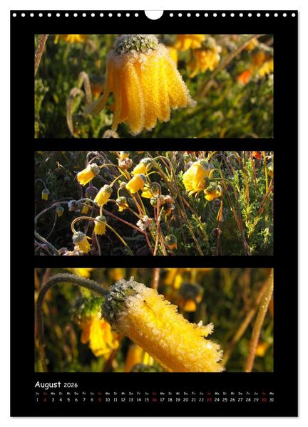 Produktbild: ZAUBERWELT DER BLUMEN - EISKRISTALLE & WASSERPERLEN (Wandkalender 2026 DIN A3 hoch), CALVENDO Monatskalender