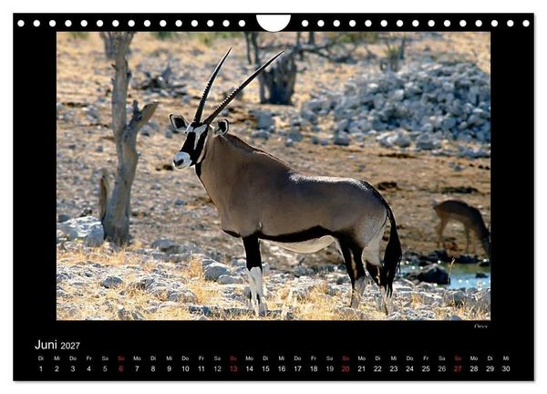 Produktbild: Wildtiere im Etosha Nationalpark (Wandkalender 2027 DIN A4 quer), CALVENDO Monatskalender