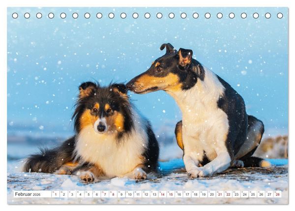 Produktbild: Collies - die sch&ouml;nsten Hunde der Welt (Tischkalender 2026 DIN A5 quer), CALVENDO Monatskalender