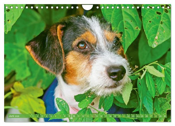 Produktbild: Jack Russell Terrier: flink und verspielt (Wandkalender 2026 DIN A4 quer), CALVENDO Monatskalender