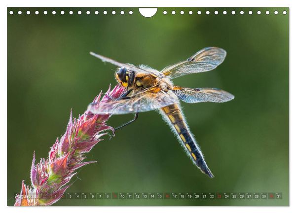Produktbild: Libellen - Fliegende Edelsteine (Wandkalender 2026 DIN A4 quer), CALVENDO Monatskalender
