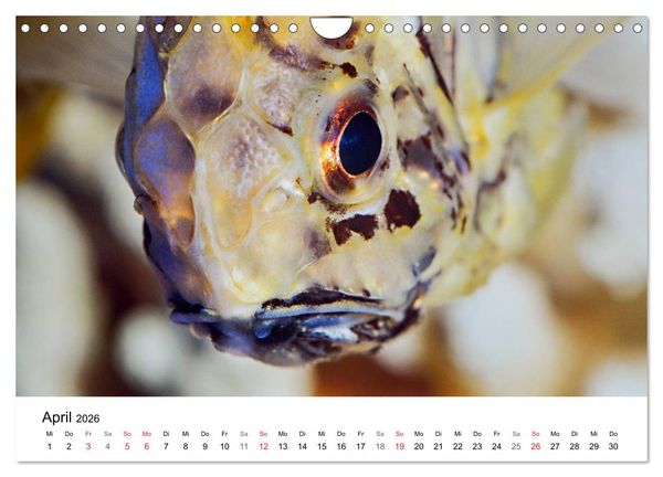 Produktbild: Fischzauber - Wundervolle Aquarienfische (Wandkalender 2026 DIN A4 quer), CALVENDO Monatskalender