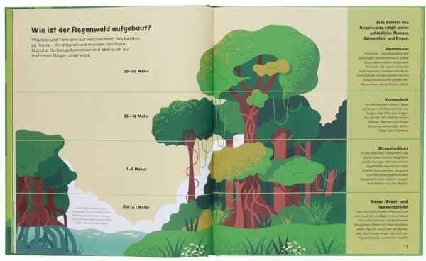 Produktbild: Entdecke den Regenwald