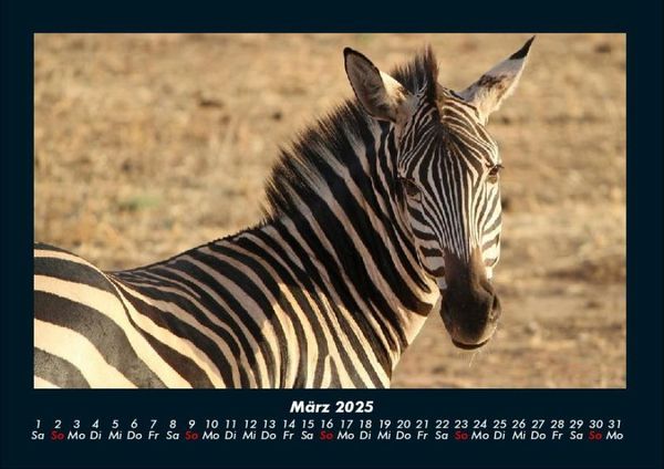Produktbild: Zebrazauber 2025 Fotokalender DIN A4