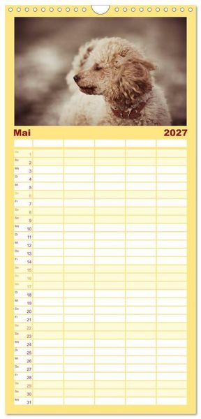 Produktbild: Familienplaner 2027 - Lockenw&ouml;lfe - Energieb&uuml;ndel Pudel mit 5 Spalten (Wandkalender, 21 x 45 cm) CALVENDO