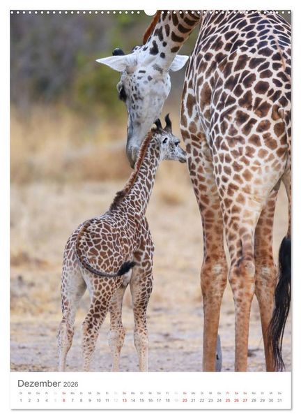 Produktbild: Magie des Augenblicks - Giraffen - Riesen der Savanne (Wandkalender 2026 DIN A2 hoch), CALVENDO Monatskalender