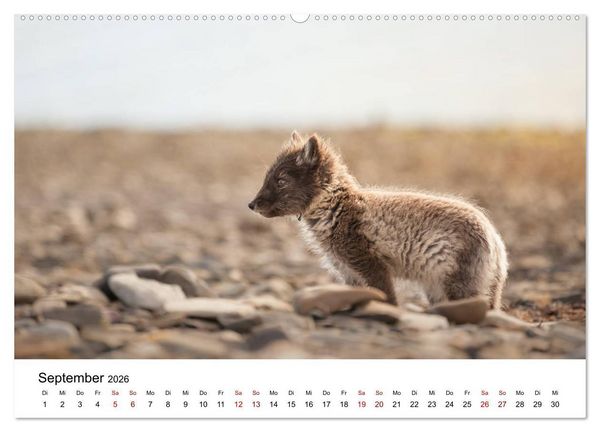 Produktbild: Spitzbergenkalender (Wandkalender 2026 DIN A2 quer), CALVENDO Monatskalender