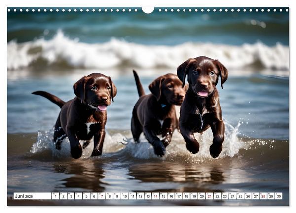 Produktbild: Begeisterte Wasserratten (Wandkalender 2026 DIN A3 quer), CALVENDO Monatskalender