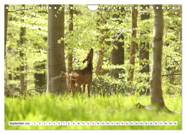 Produktbild: Anmut mit sanften Augen - Rehwild in der freien Natur (Wandkalender 2026 DIN A4 quer), CALVENDO Monatskalender