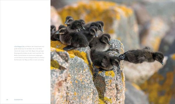 Produktbild: Unsere Meere &ndash; Naturwunder Nord- und Ostsee