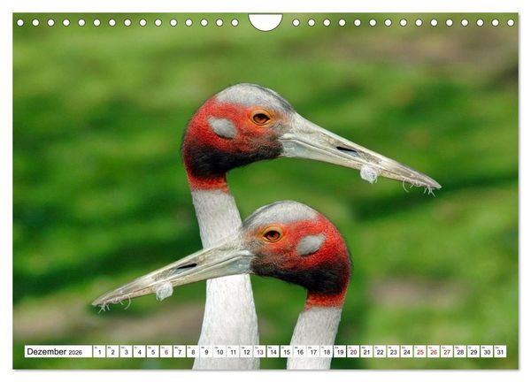 Produktbild: Bunte Vielfalt in der Vogelwelt (Wandkalender 2026 DIN A4 quer), CALVENDO Monatskalender