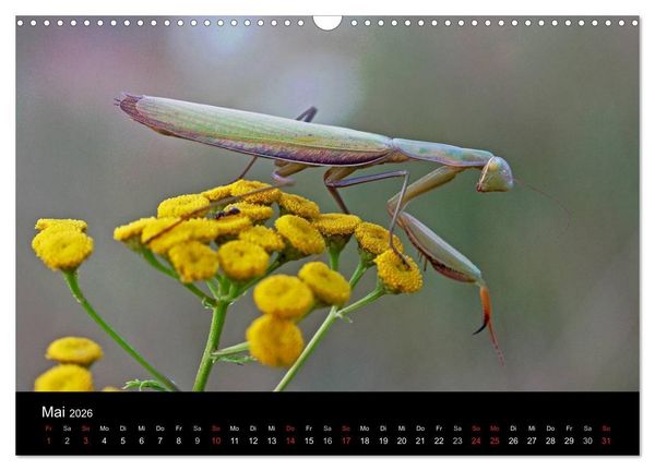 Produktbild: Faszination Gottesanbeterin - Die Welt der Mantis (Wandkalender 2026 DIN A3 quer), CALVENDO Monatskalender