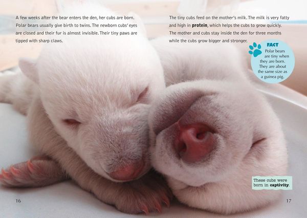 Produktbild: Collins Big Cat - The Life Cycle of a Polar Bear