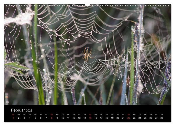Produktbild: Unsere Spinnen - im Gespr&auml;ch (Wandkalender 2026 DIN A2 quer), CALVENDO Monatskalender