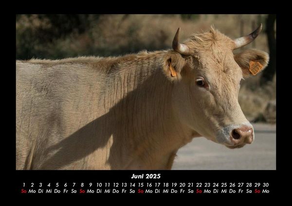 Produktbild: Kuhkalender 2025 Fotokalender DIN A3