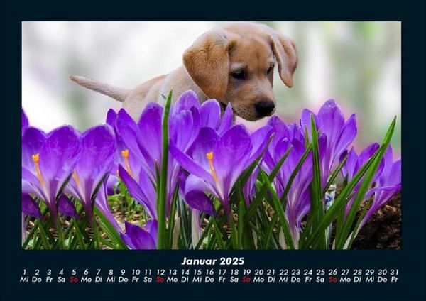 Produktbild: Blumentr&auml;ume 2025 Fotokalender DIN A4