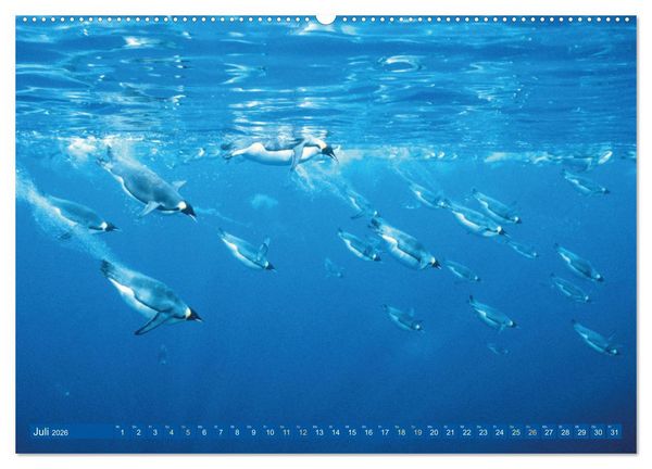 Produktbild: Tauchen: Wunderbares tiefblaues Meer (Wandkalender 2026 DIN A2 quer), CALVENDO Monatskalender