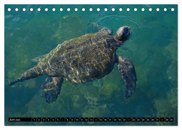 Produktbild: Galapagos Archipel- Faszination Tierwelt (Tischkalender 2026 DIN A5 quer), CALVENDO Monatskalender