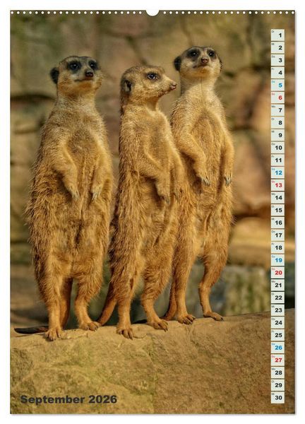 Produktbild: Erdm&auml;nnchen-Meerkats-Surikate (hochwertiger Premium Wandkalender 2026 DIN A2 hoch), Kunstdruck in Hochglanz