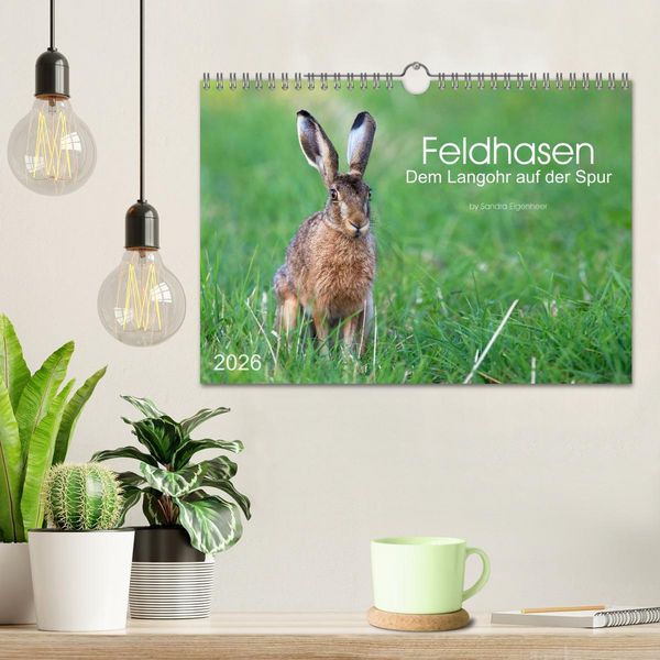 Produktbild: Feldhasen - dem Langohr auf der Spur (Wandkalender 2026 DIN A4 quer), CALVENDO Monatskalender