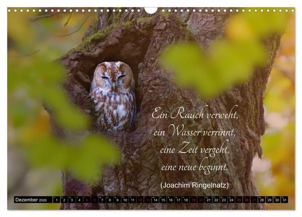 Produktbild: der Waldkauz - Strix Aluco (Wandkalender 2026 DIN A3 quer), CALVENDO Monatskalender