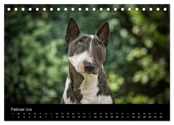 Produktbild: Bullterrier (Tischkalender 2026 DIN A5 quer), CALVENDO Monatskalender