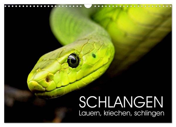 Produktbild: Schlangen. Lauern, kriechen, schlingen (Wandkalender 2026 DIN A3 quer), CALVENDO Monatskalender
