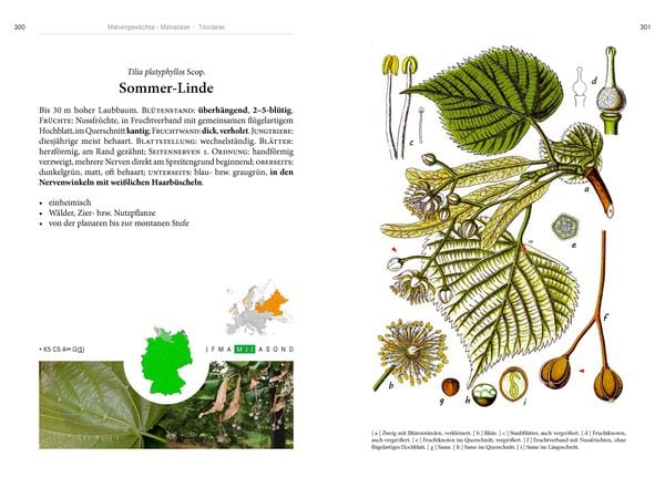 Produktbild: B&auml;ume
