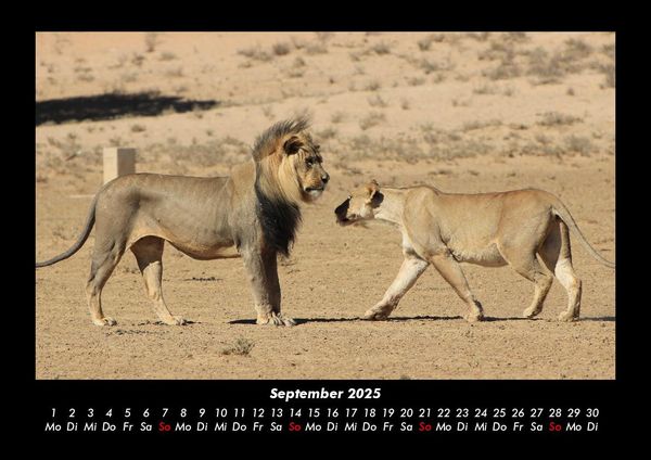 Produktbild: L&ouml;wen in der Wildnis 2025 Fotokalender DIN A3