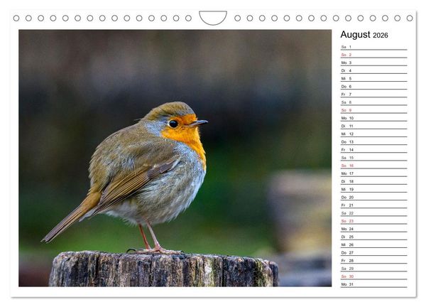 Produktbild: Gefiederte Freunde - Unsere heimischen Gartenv&ouml;gel (Wandkalender 2026 DIN A4 quer), CALVENDO Monatskalender