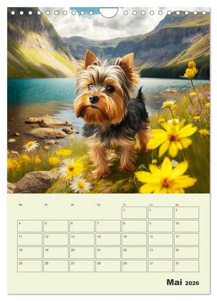 Produktbild: Yorkshire Terrier. Fr&ouml;hliche Energieb&uuml;ndel in Aktion (Wandkalender 2026 DIN A4 hoch), CALVENDO Monatskalender