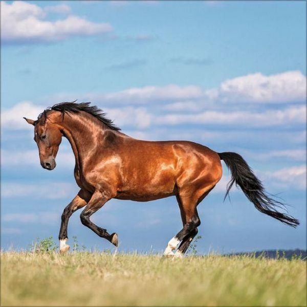 Produktbild: Horses 2027