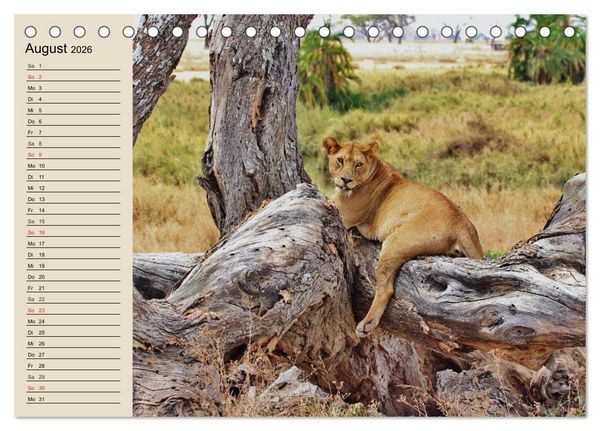 Produktbild: L&ouml;wen. Majest&auml;tische Kraft (Tischkalender 2026 DIN A5 quer), CALVENDO Monatskalender