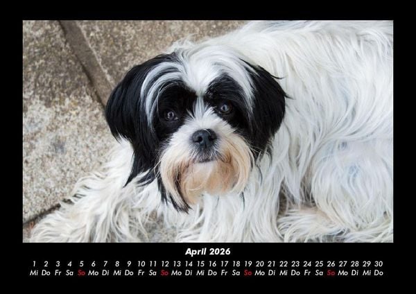 Produktbild: Hunde 2026 Fotokalender DIN A3