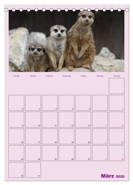 Produktbild: Erdm&auml;nnchen / Terminplaner (Tischkalender 2026 DIN A5 hoch), CALVENDO Monatskalender