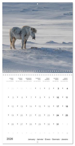Produktbild: Icelandic Horses - wild and free (Wall Calendar 2026 12 &times; 12 Inch) CALVENDO 12 Month Wall Calendar