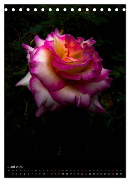 Produktbild: Gartenrosen (Tischkalender 2026 DIN A5 hoch), CALVENDO Monatskalender