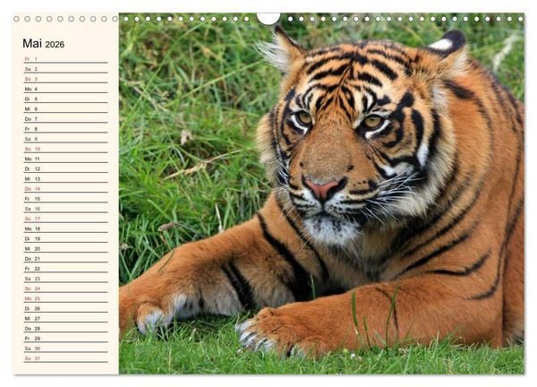 Produktbild: Tiger. Gestreift, wild und sch&ouml;n (Wandkalender 2026 DIN A3 quer), CALVENDO Monatskalender