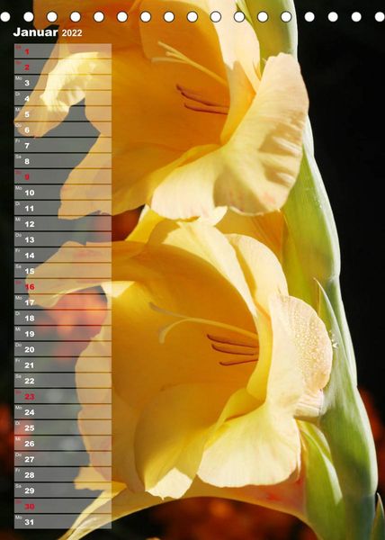 Produktbild: Gladiolenpracht (Tischkalender 2022 DIN A5 hoch)