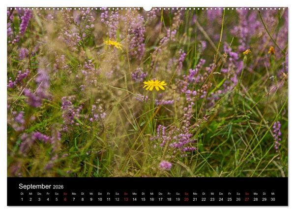 Produktbild: L&uuml;neburger Heide (hochwertiger Premium Wandkalender 2026 DIN A2 quer), Kunstdruck in Hochglanz