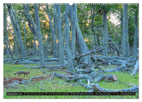 Produktbild: Patagonien und Feuerland (Wandkalender 2026 DIN A2 quer), CALVENDO Monatskalender