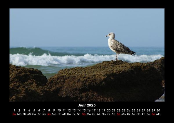 Produktbild: M&ouml;wen 2025 Fotokalender DIN A3