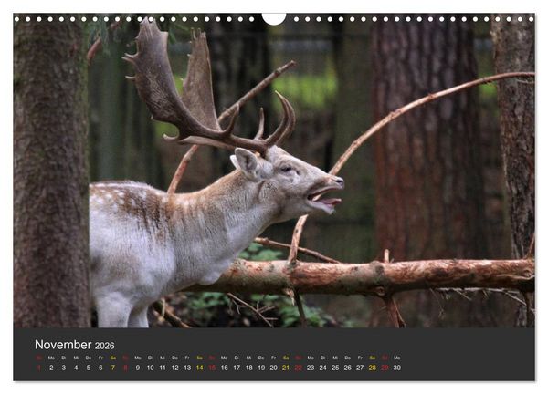 Produktbild: Tierpark-Gera (Wandkalender 2026 DIN A3 quer), CALVENDO Monatskalender