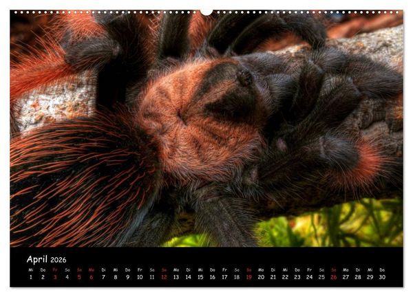Produktbild: Mystische Vogelspinnen (Wandkalender 2026 DIN A2 quer), CALVENDO Monatskalender