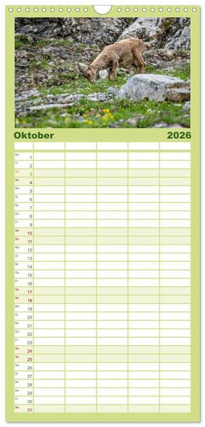 Produktbild: Familienplaner 2026 - Steinb&ouml;cke - Majest&auml;tische Tiere der Alpen mit 5 Spalten (Wandkalender, 21 x 45 cm) CALVENDO