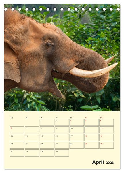 Produktbild: ELEFANTEN - Asiens graue Riesen (Tischkalender 2026 DIN A5 hoch), CALVENDO Monatskalender